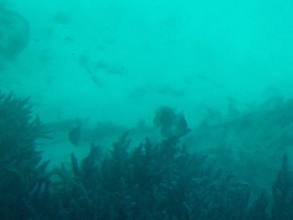 8FE144ED-84AC-4915-B64E-1FCA8B6558CA_1_105_c