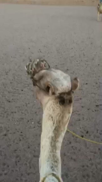 DAE06656-306D-46AB-AF63-26A410E8F9DF_4_5005_c